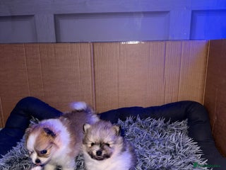 Pomchi dogs 3/4 Pom 1/4 chi Pomchi F1BB - Advert 4