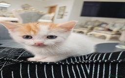 Russian Blue cats for sale: Lovley Russian white/Persian  - Advert 27