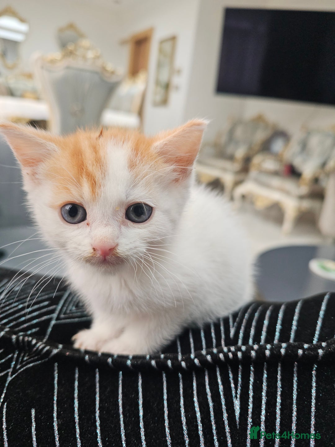 Russian Blue cats for sale: Lovley Russian white/Persian  - Advert 27