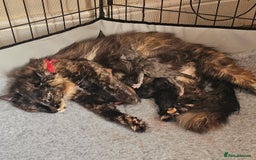 Maine Coon cats for sale: *PRICE DROP* ONLY 1 GIRL LEFT!!! *READY NOW* GCCF! in Alfreton - Image 7