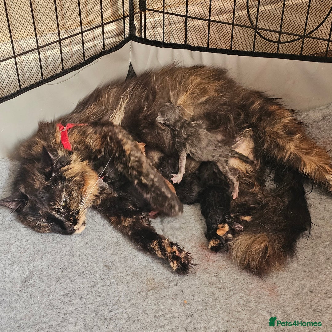 Maine Coon cats for sale: *PRICE DROP* ONLY 1 GIRL LEFT!!! *READY NOW* GCCF! in Alfreton - Image 7
