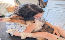 Australian Shepherd dogs for sale: Beautiful Australia shepherd looking for home - Image 2