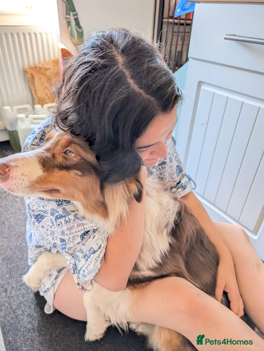 Australian Shepherd dogs for sale: Beautiful Australia shepherd looking for home - Image 2