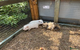 Guinea Pig rodents for sale: beautiful male guinea pigs - Image 1