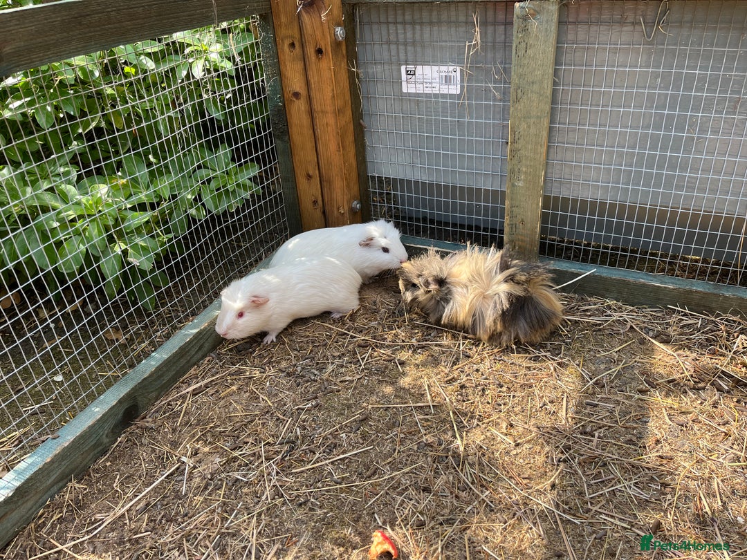 Guinea Pig rodents for sale: beautiful male guinea pigs - Image 1