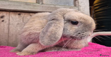 Mini Lop rabbits Mini lops & lion head.  see description.  - Advert 10