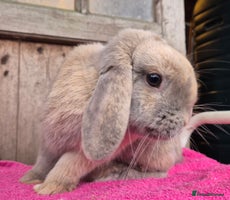 Mini Lop rabbits Mini lops & lion head. see description. - Advert 10