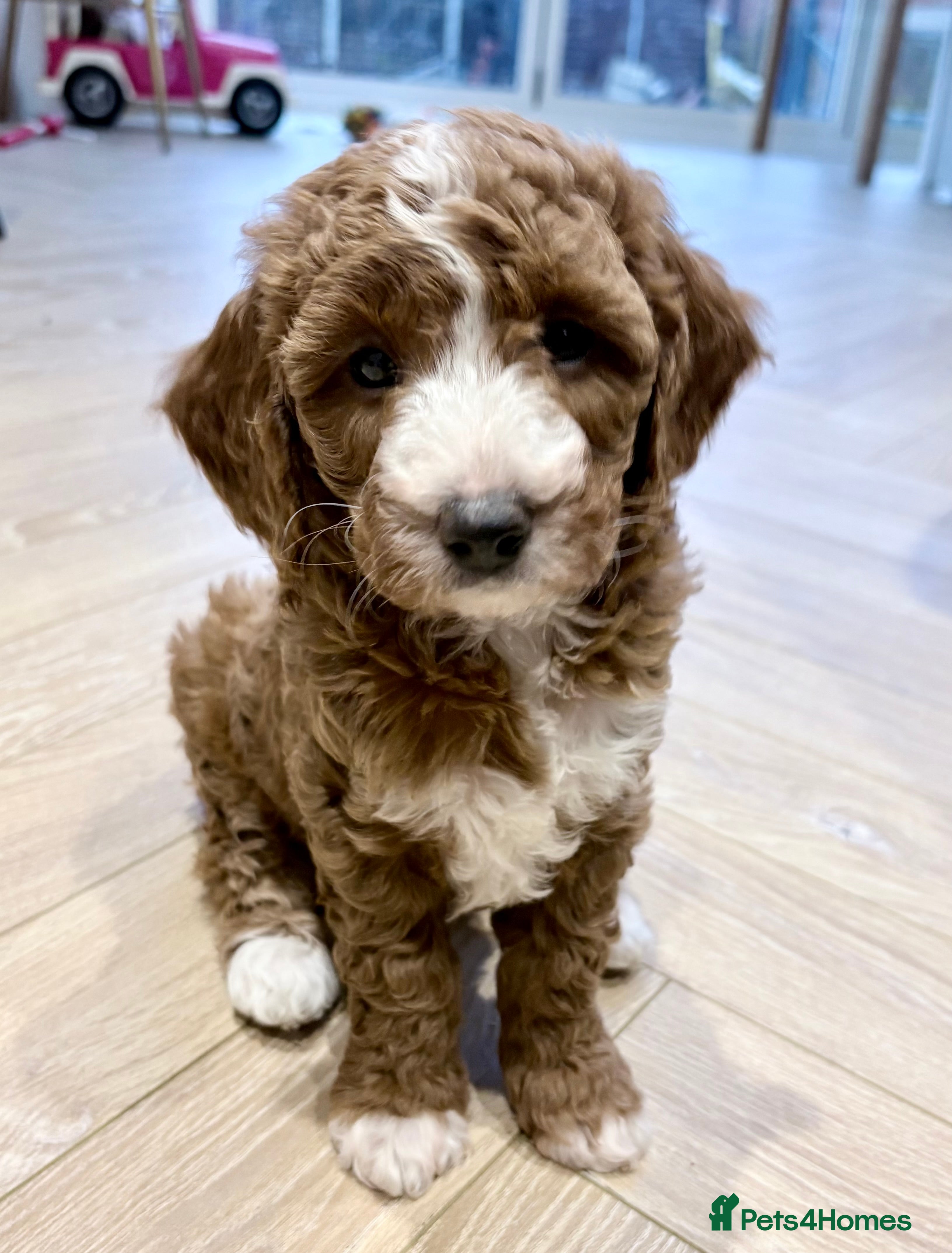 Cavapoo dogs Exceptional Fox Red F1b Cavapoo Girl - Advert 17