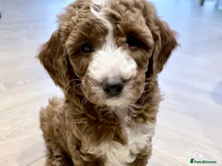 Cavapoo dogs Exceptional Fox Red F1b Cavapoo Girl - Advert 17