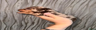 Dachshund 3