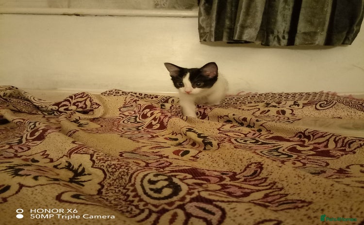 British Shorthair cats - Advert 1