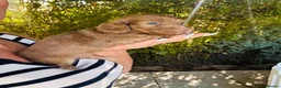 Miniature Dachshund dogs for sale: Chocolate, Cream &  Brindle - 5 star Breeder  - Advert 4