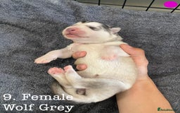 Mixed Breed dogs for sale: Malamute x Alaskan Shepherd Litter - Image 11