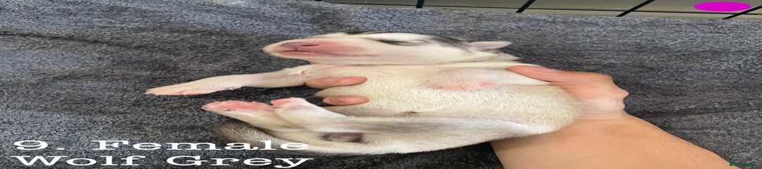 Pup 9