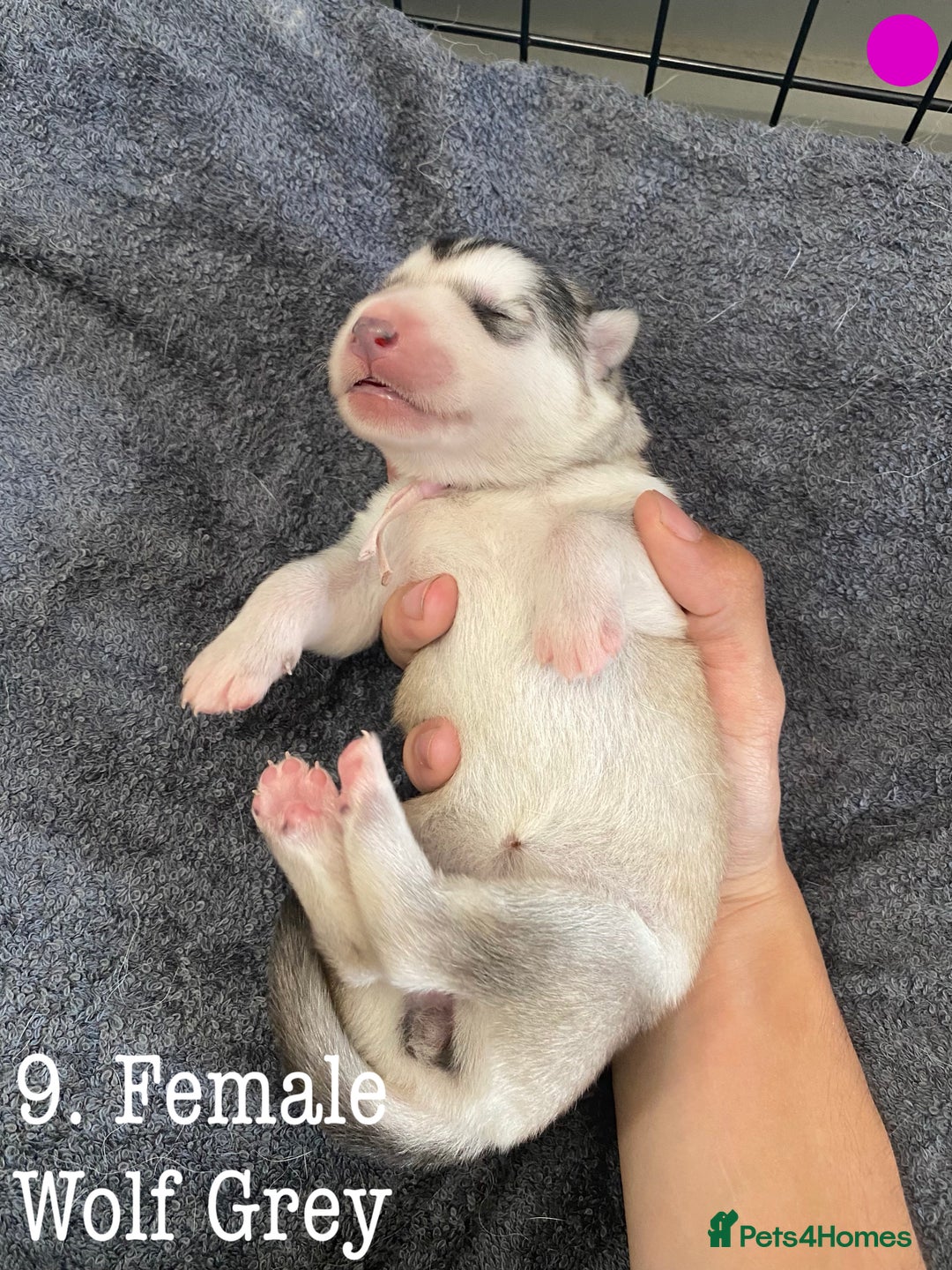 Mixed Breed dogs for sale: Malamute x Alaskan Shepherd Litter - Image 11
