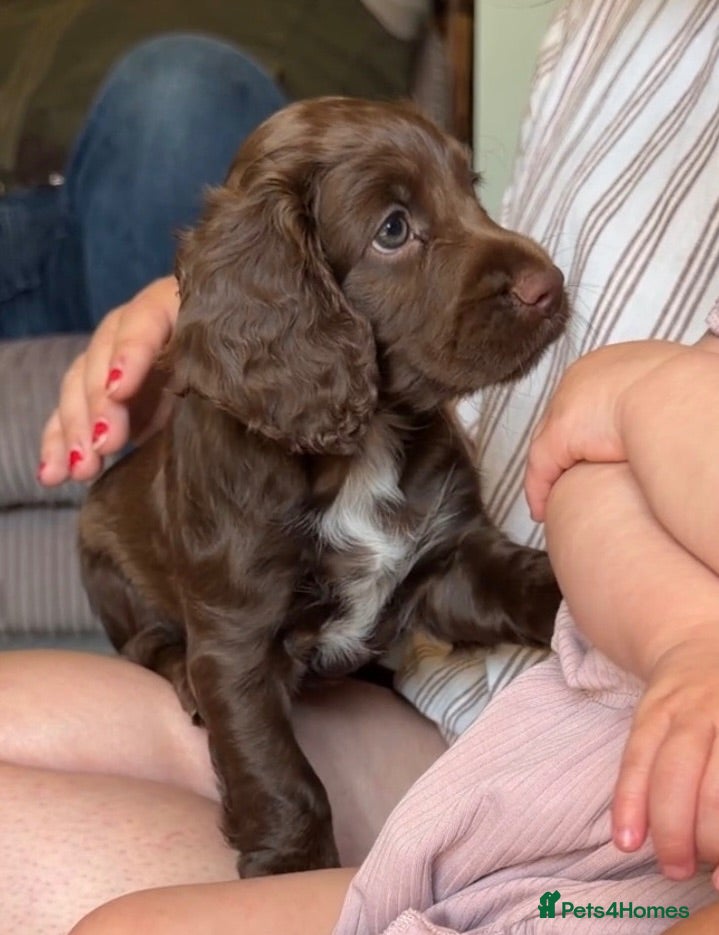 Cocker Spaniel dogs Well bred health tested working cocker pup - Advert 15