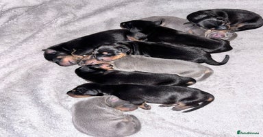 Dobermann dogs - Advert 1