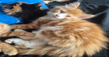 Mixed Breed cats - Advert 4