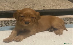 Cocker Spaniel dogs for sale: Cocker spaniel pups  - Advert 9