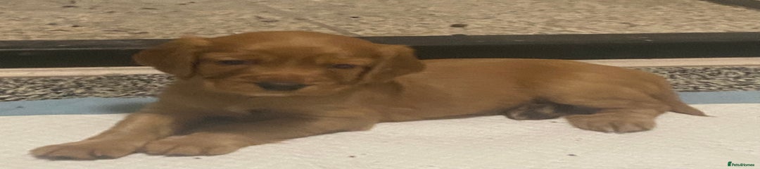 Cocker Spaniel Puppy 1