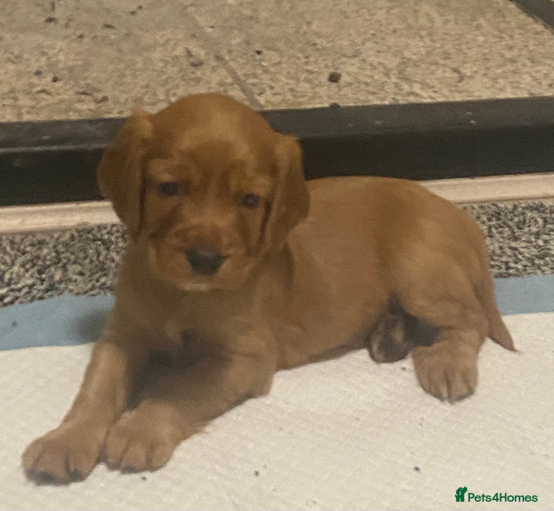 Cocker Spaniel dogs for sale: Cocker spaniel pups  - Advert 9