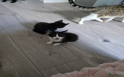Mixed Breed cats for sale: Part Bengal boys looking for forever homes to love - Image 4