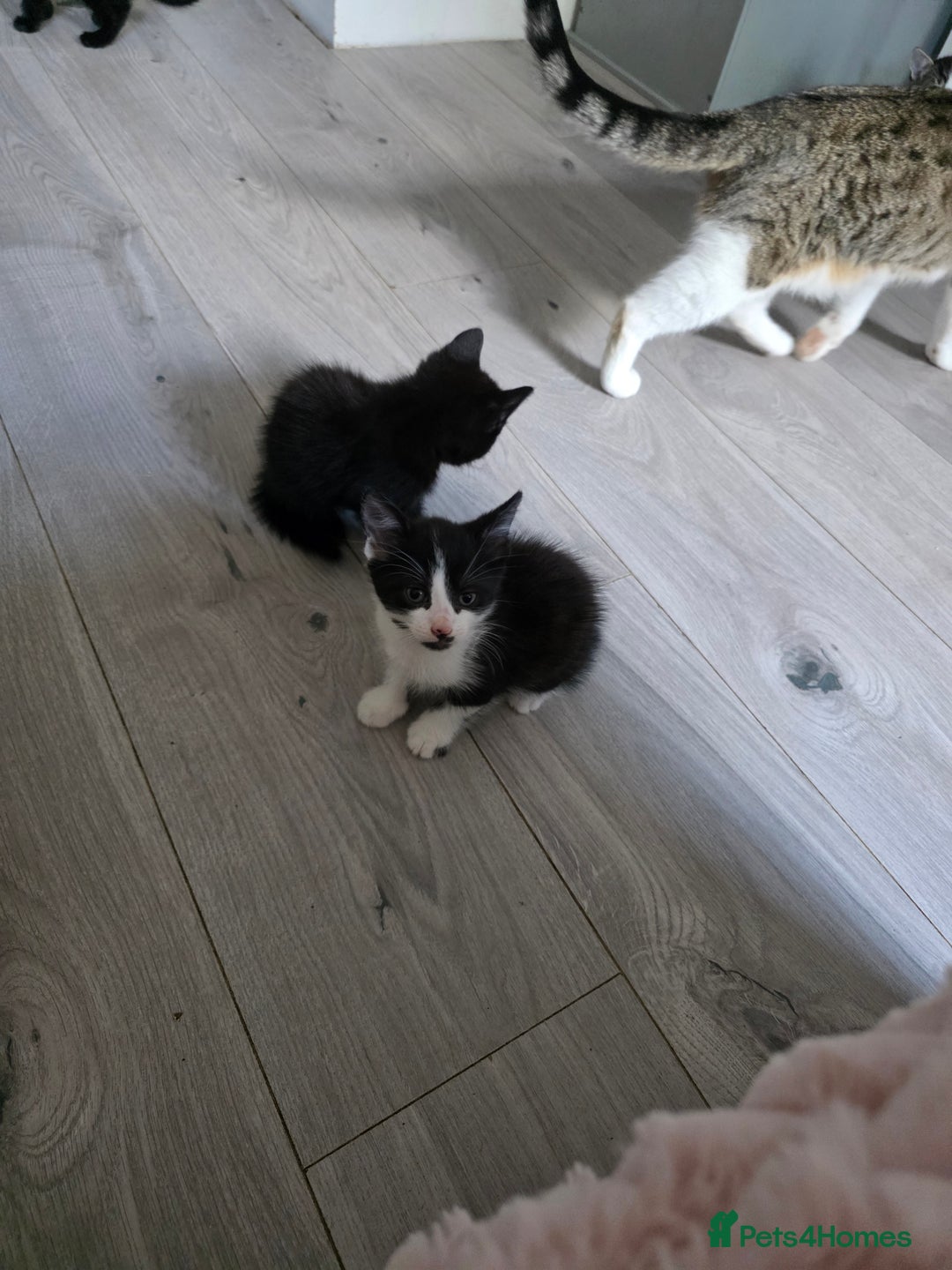 Mixed Breed cats for sale: Part Bengal boys looking for forever homes to love - Image 4