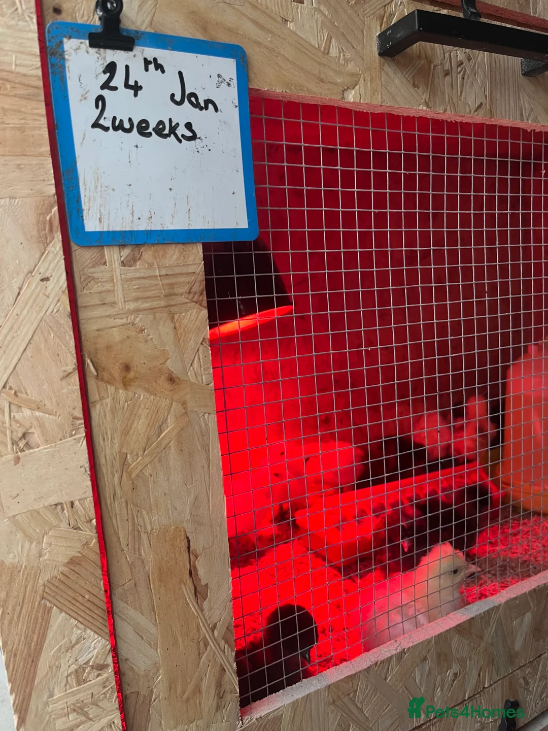 Chickens poultry for sale: Chicks, pullets, cockerels  - Advert 19