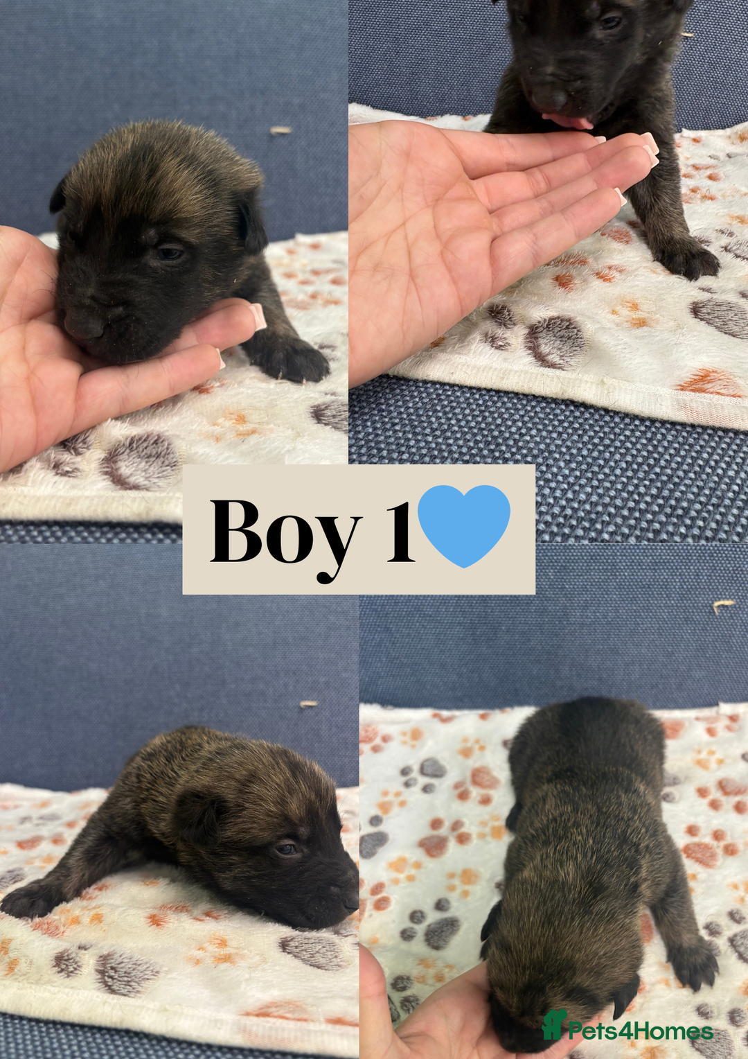 Belgian Shepherd Dog dogs for sale: 🐾Belgian Malinois Puppies Looking for Homes🐾 - Advert 8