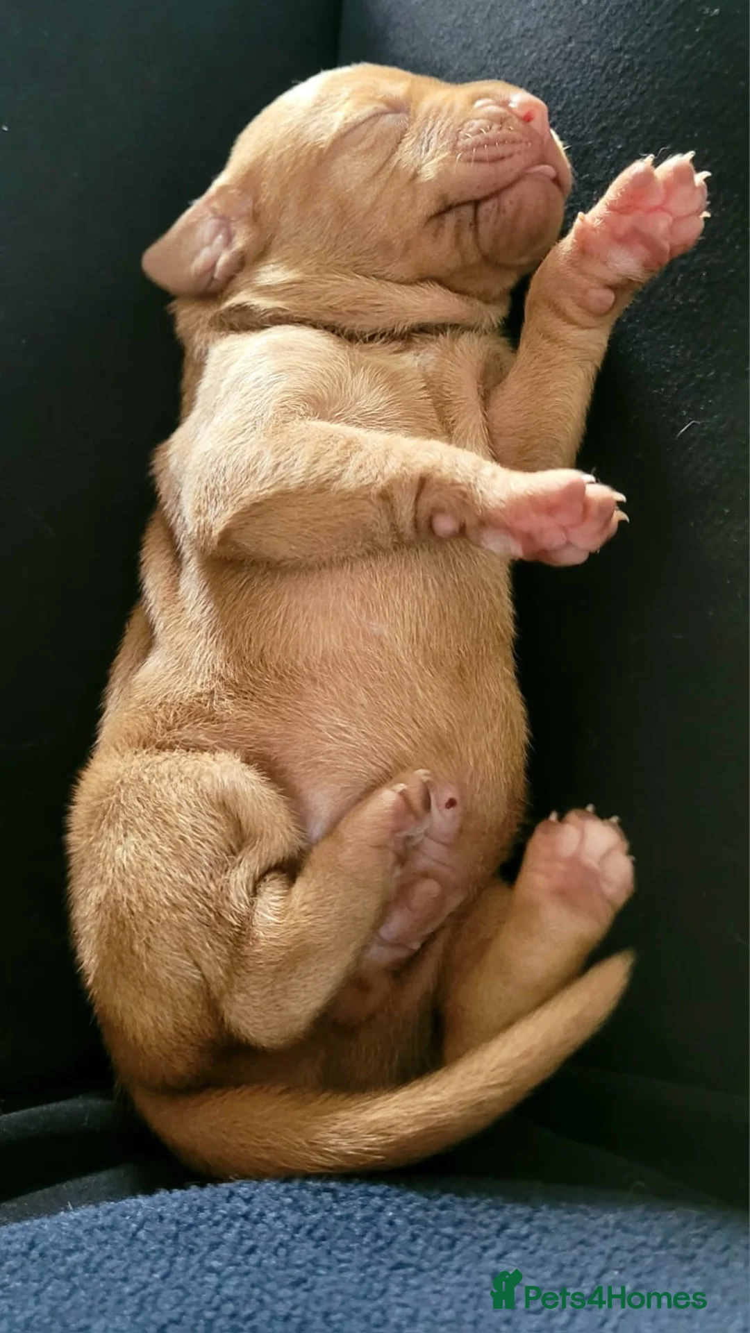 Hungarian Vizsla dogs for sale: Hungarian vizsla puppies  - Advert 2