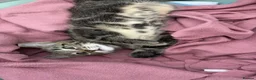 Mixed Breed cats for sale: Male kitten READY TO LEAVE  - Advert 3