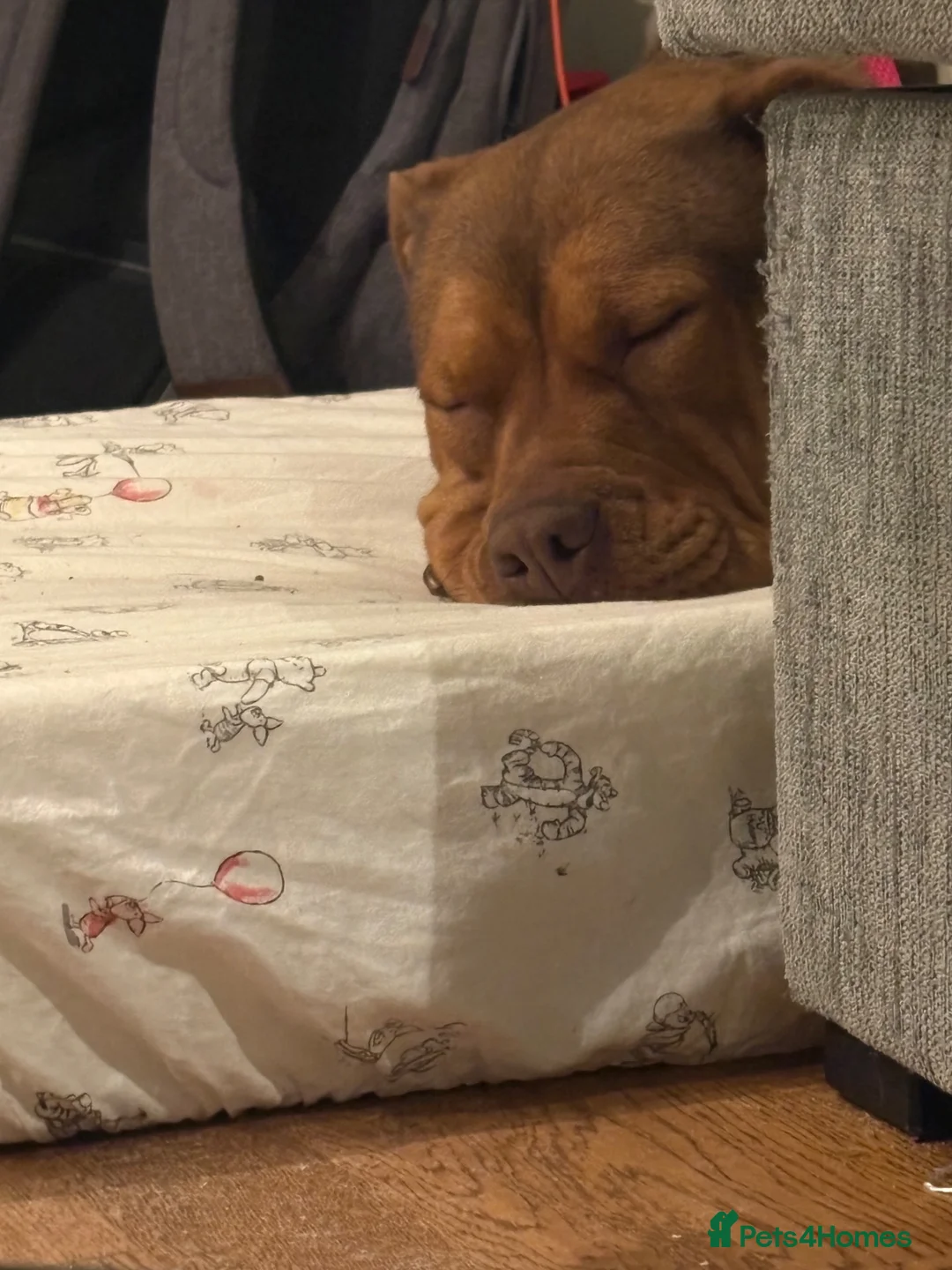Mixed Breed dogs for sale: Staff x red lab 2 years 9 months old  - Advert 2