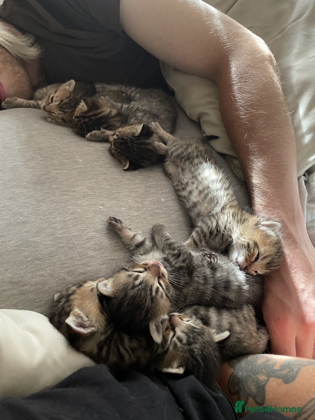 Mixed Breed cats for sale: 7 Half Snow Bengal kittens - Image 8