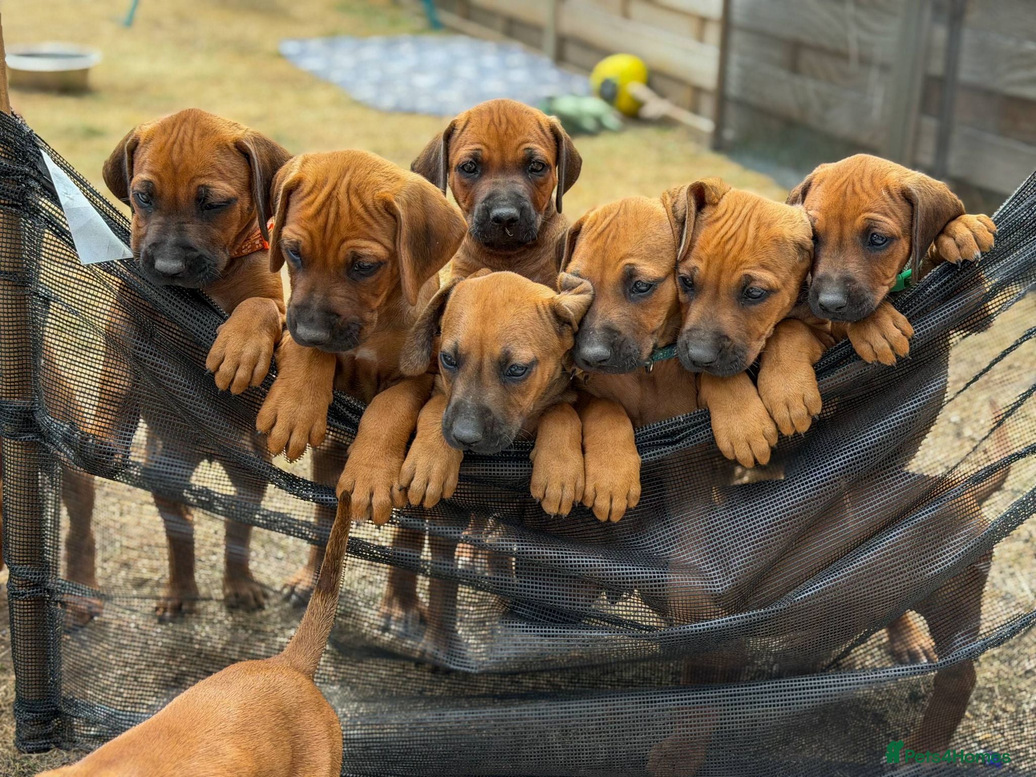Rhodesian Ridgeback dogs * Wait List Now Open - Ready 8th/9th August *  - Advert 1