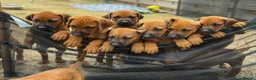 Rhodesian Ridgeback dogs for sale: * 2 Chunky Girls with Black Masks Available *  - Advert 14
