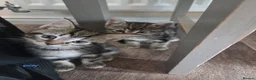 Mixed Breed cats for sale: Kittens for sale blackpool  - Advert 22
