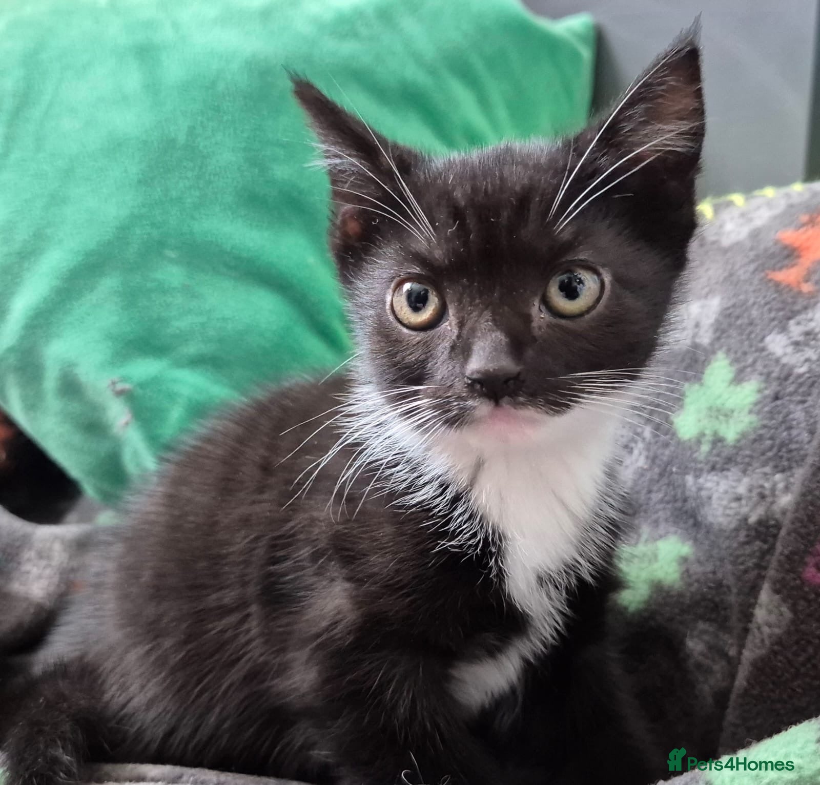 Mixed Breed cats 2 kittens left 8 weeks old  - Advert 5