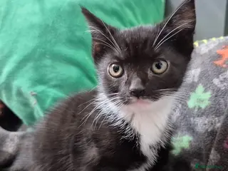 Mixed Breed cats 2 kittens left 8 weeks old - Advert 5