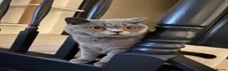 British Shorthair cats for sale: British shorthair boy, 1.6 years - Advert 8