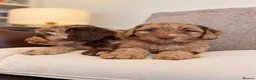 Cockapoo dogs for sale: Super Quality Cockerpoos  - Advert 16