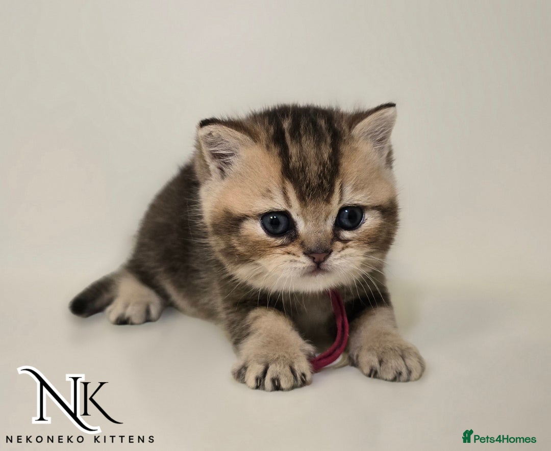 British Shorthair cats for sale: GCCF REGISTERED BSH TEDDY'S 🐻 🧸  - Advert 17