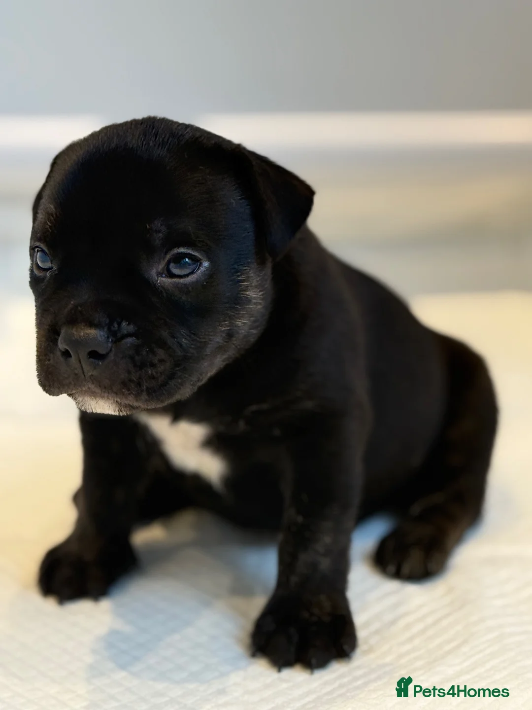 American Bully dogs for sale: Quality American Pocket Bully Pups - Advert 19