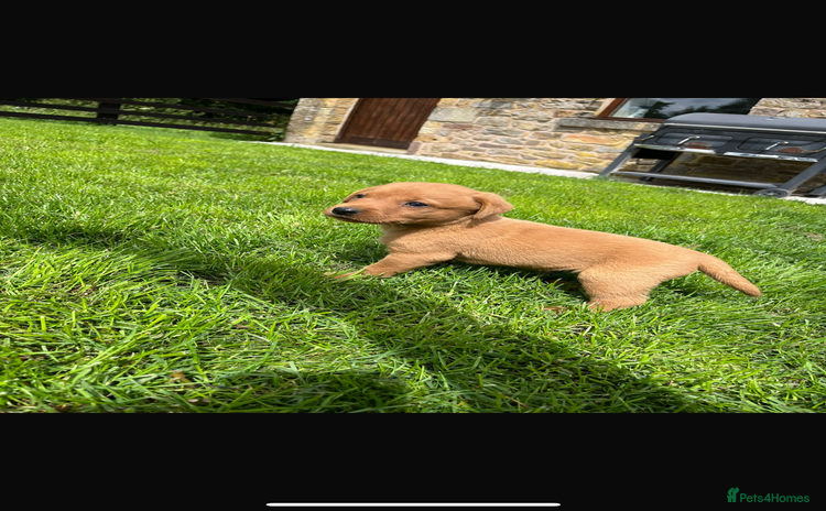 Labrador Retriever dogs - Advert 8