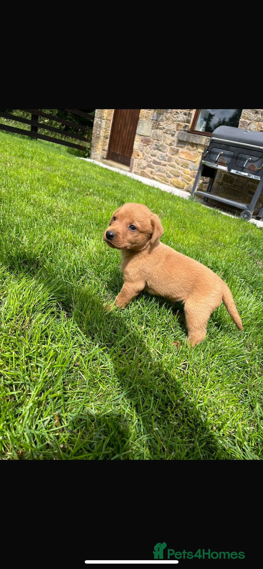 Labrador Retriever dogs for sale: Working Labrador pups  - Image 1