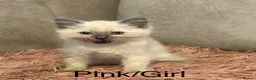 Ragdoll cats for sale: Bi-colour Ragdoll Kittens,Choc & Blue Sealpoint - Advert 11