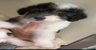 Chipoo dogs - Advert 15