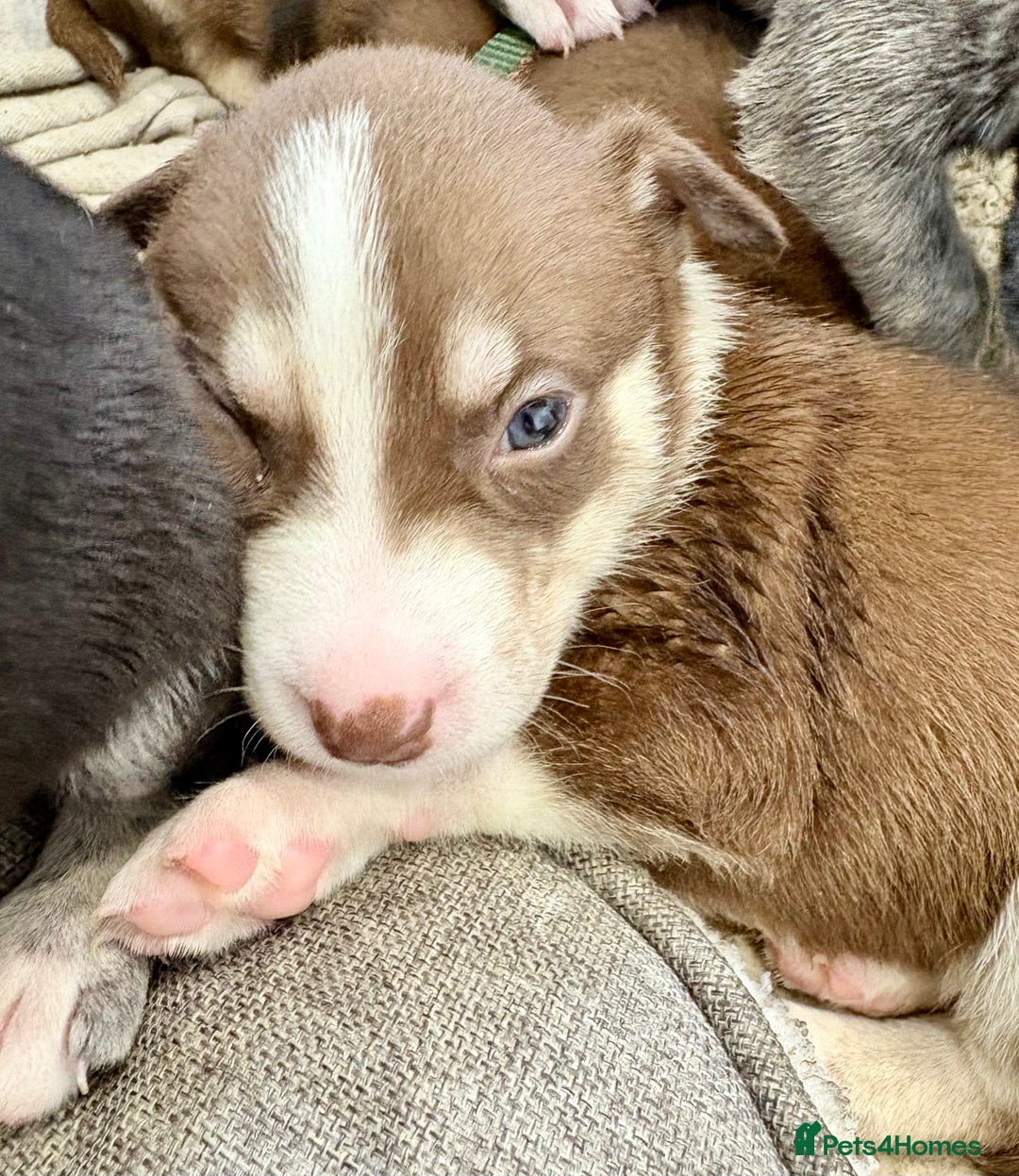 Mixed Breed dogs for sale: Blue nose staff x Siberian husky pups GOING FAST - Image 11