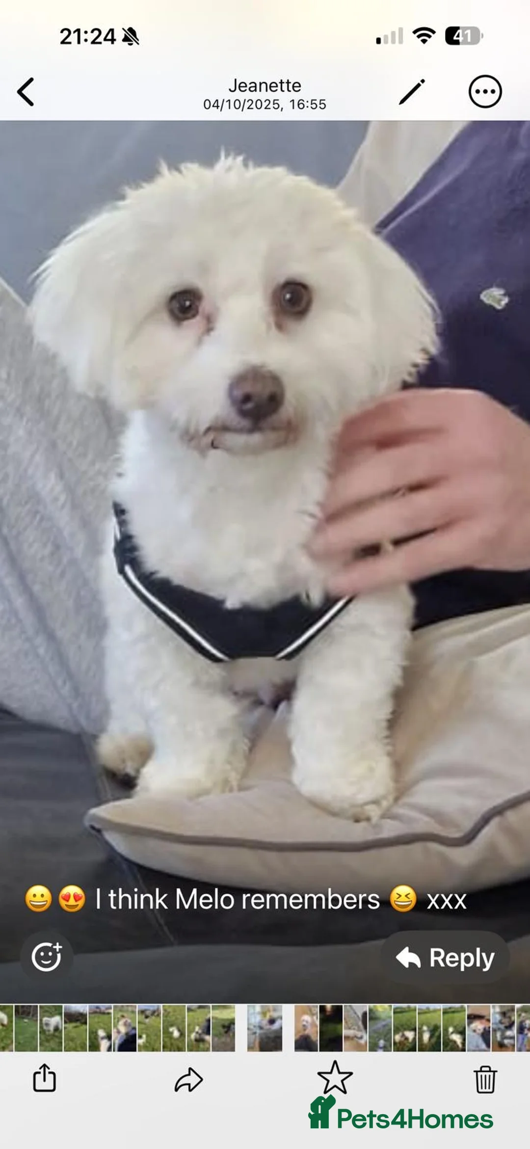 Maltese dogs for sale: 2 years old Maltese are ready to go any day - Advert 6