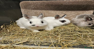 Netherland Dwarf rabbits - Advert 5