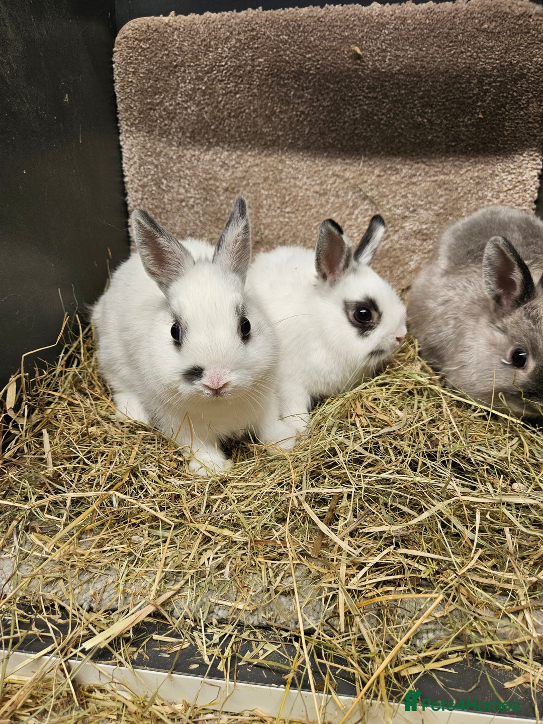 Netherland Dwarf rabbits for sale: Pure Bred Netherland Dwarfs - Image 2